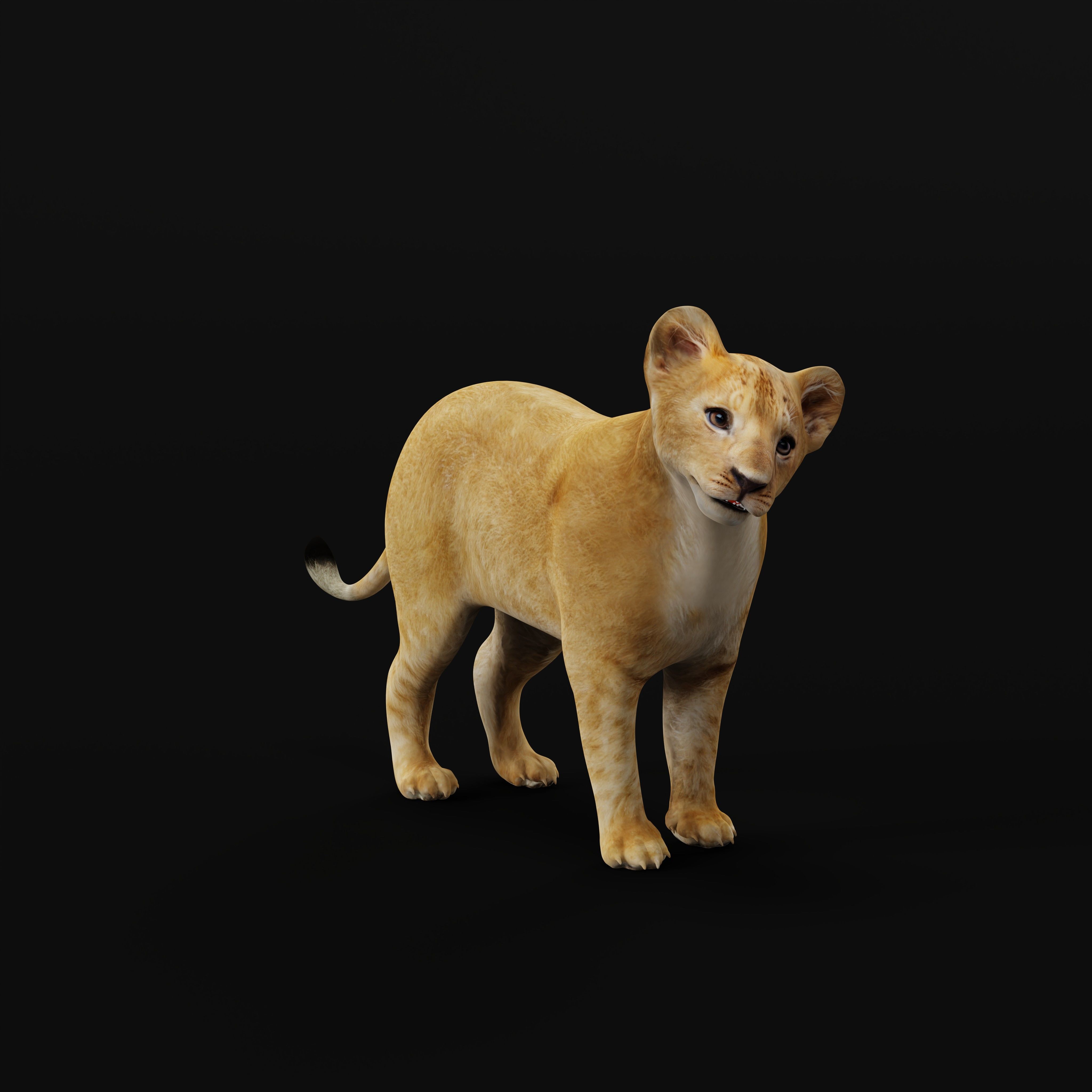 Lion Cub Low-poly 3D model_34
