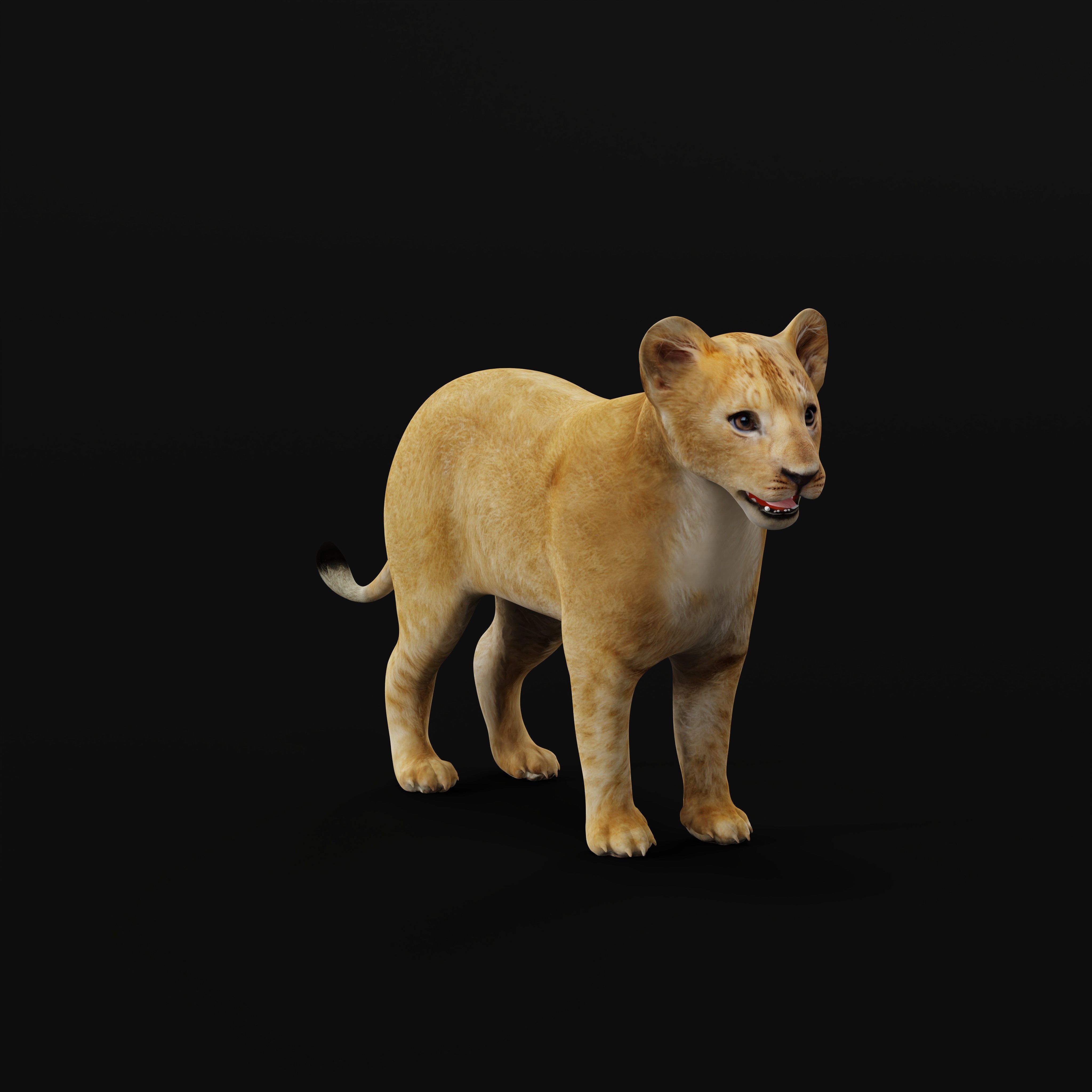 Lion Cub Low-poly 3D model_33