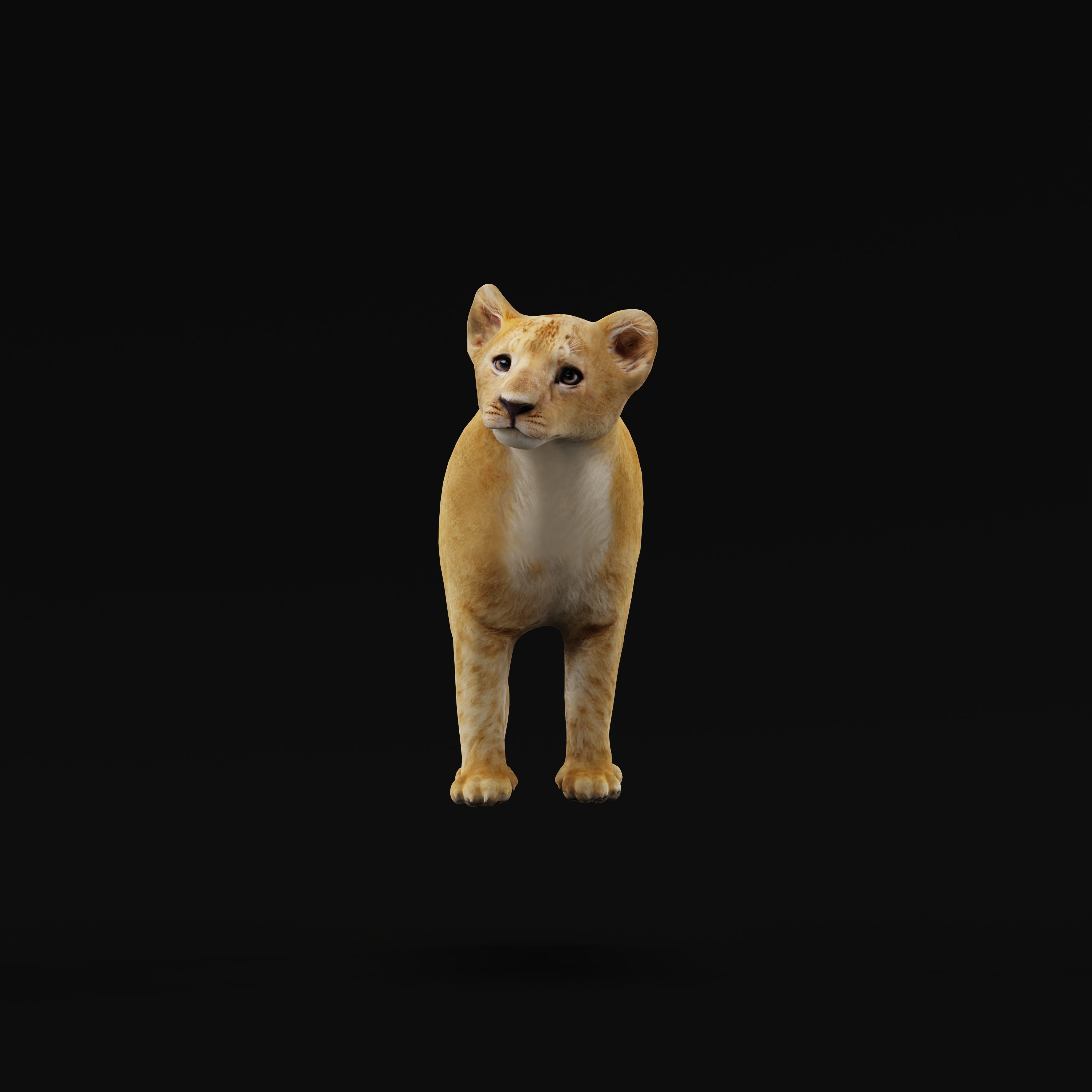 Lion Cub Low-poly 3D model_32