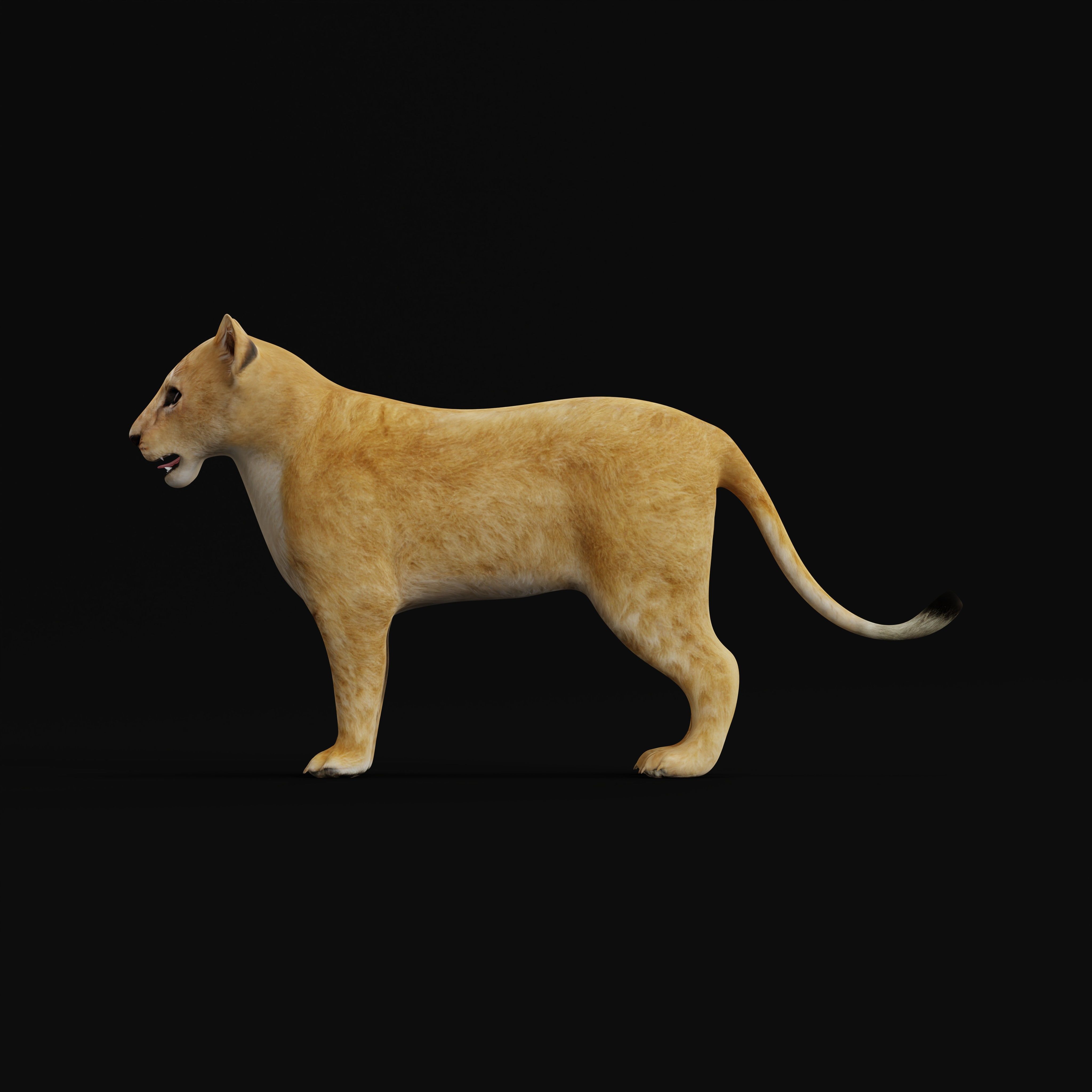 Lion Cub Low-poly 3D model_35