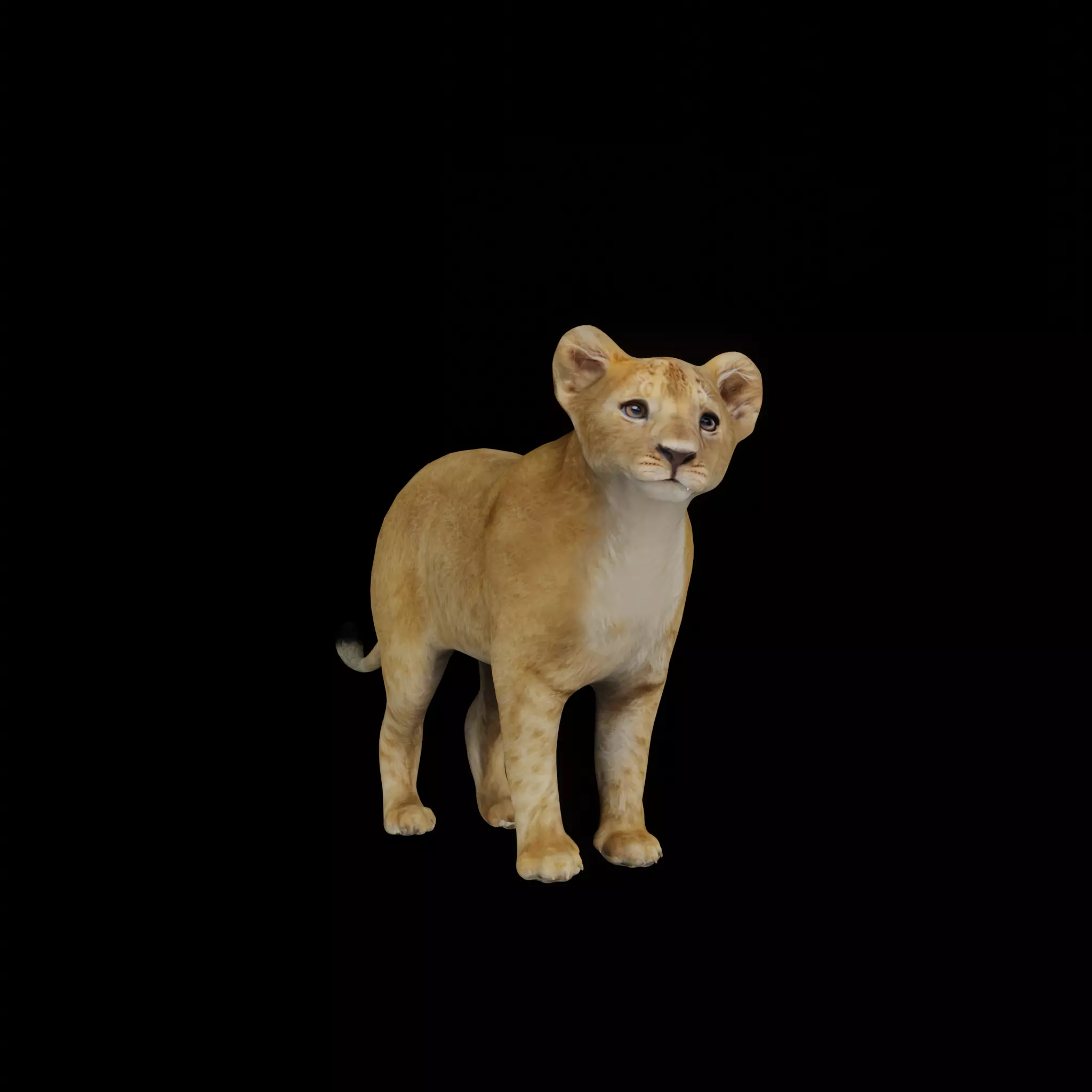 Lion Cub Low-poly 3D model_0
