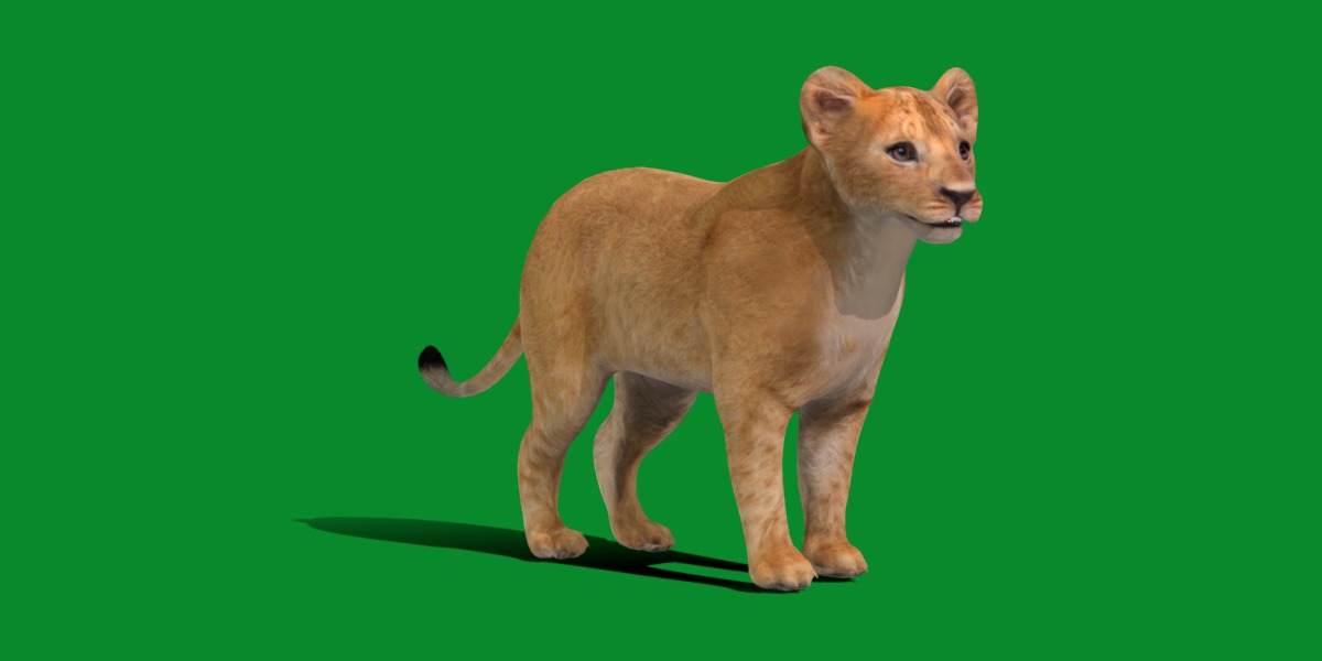 Lion Cub Low-poly 3D model_30