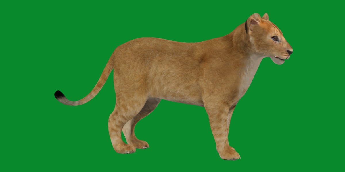Lion Cub Low-poly 3D model_26