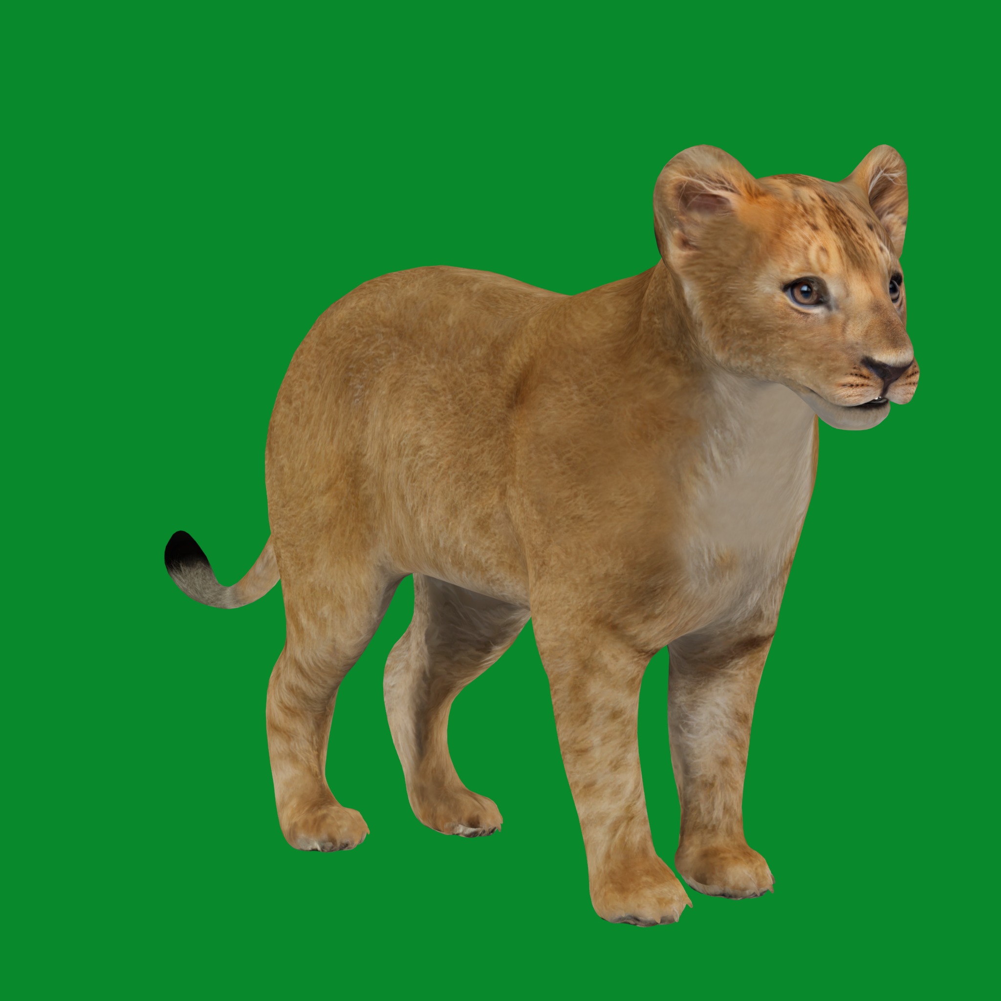 Lion Cub Low-poly 3D model_22