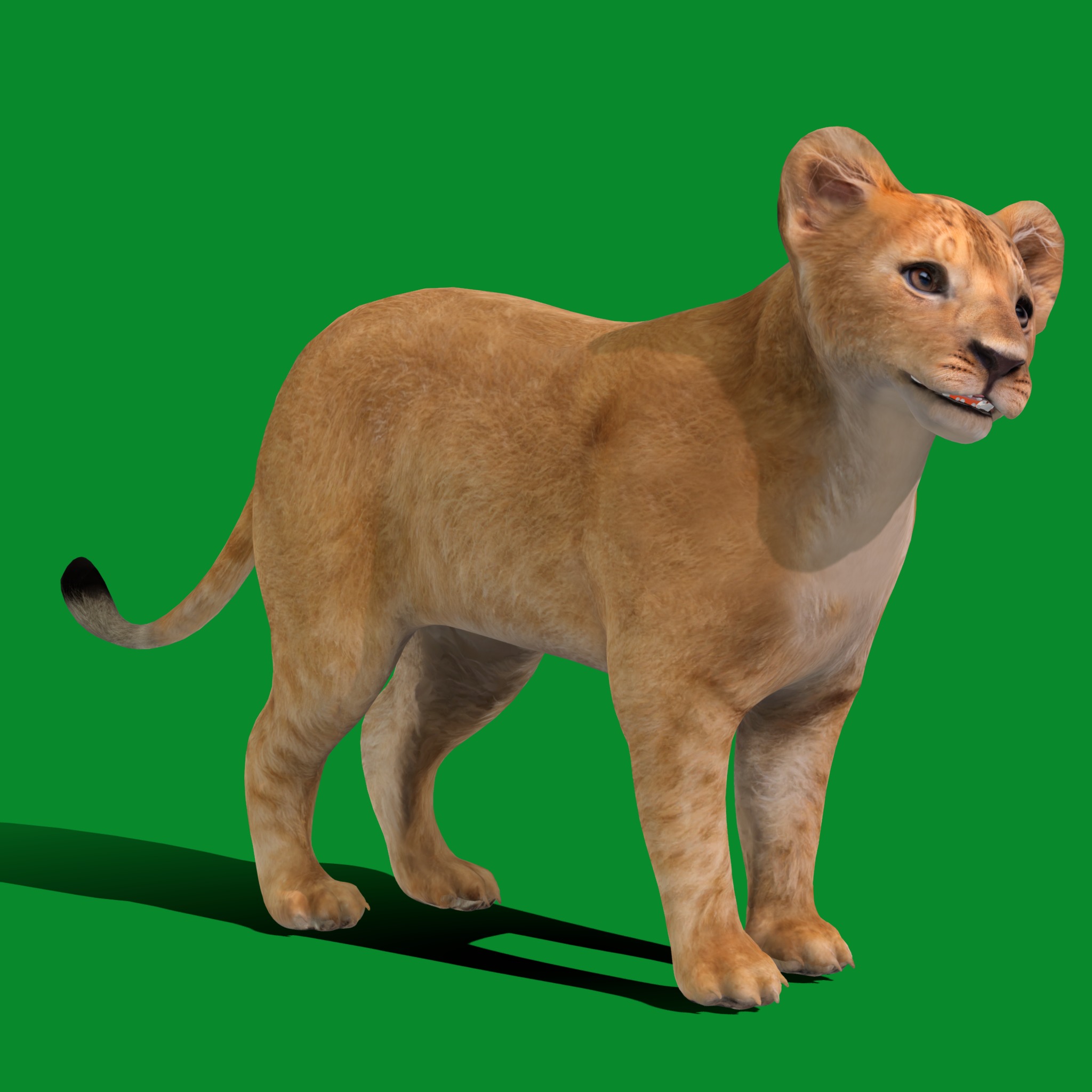 Lion Cub Low-poly 3D model_21