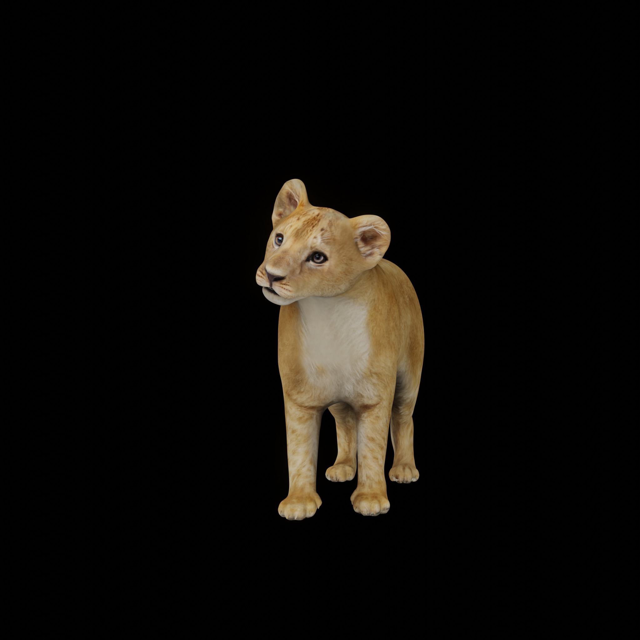 Lion Cub Low-poly 3D model_8