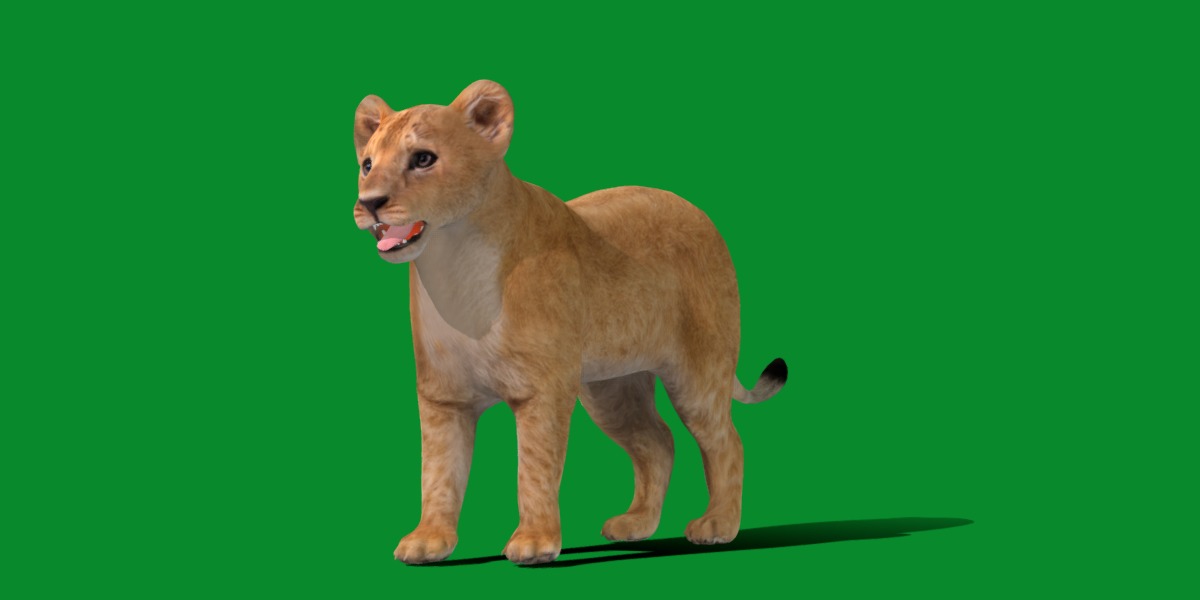 Lion Cub Low-poly 3D model_4