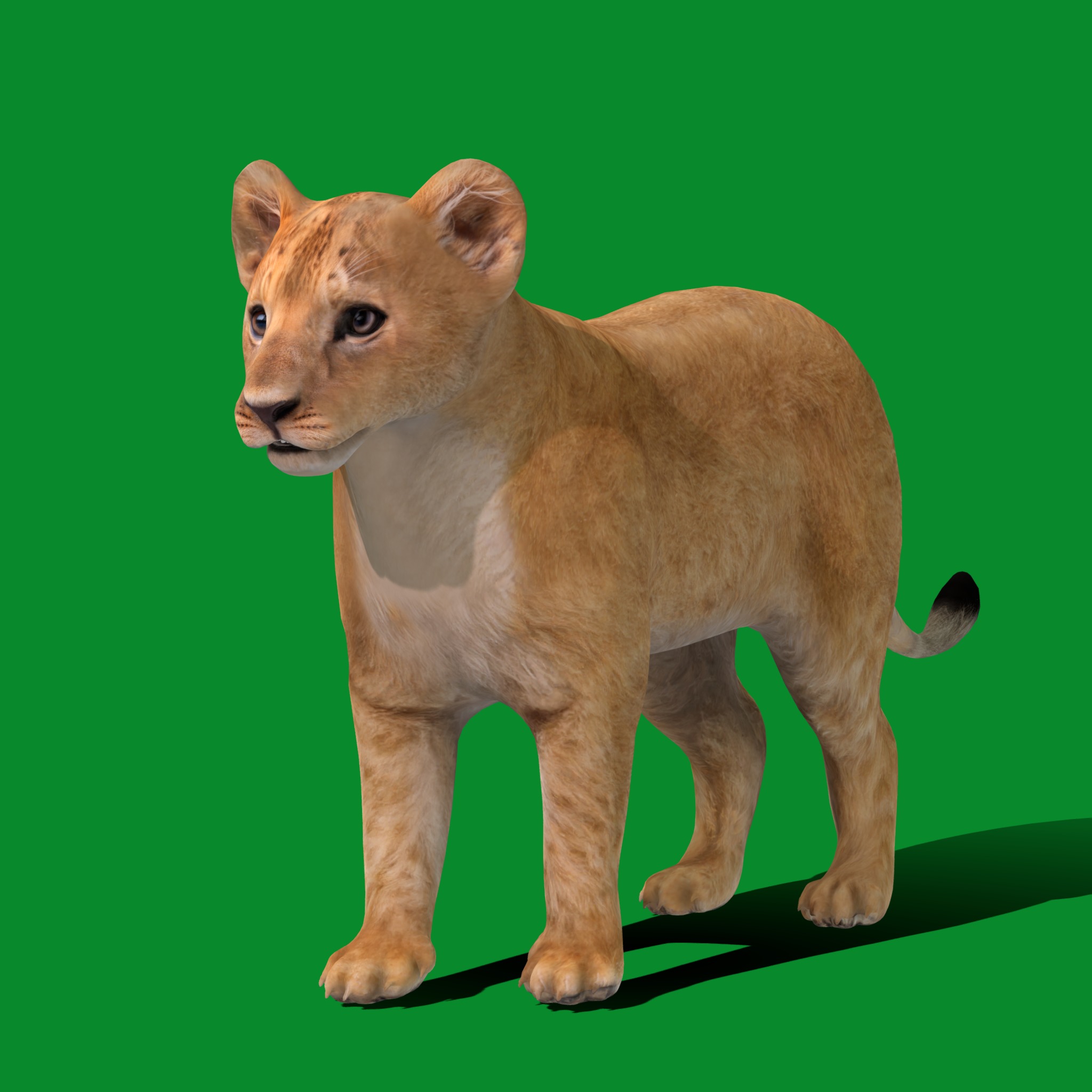 Lion Cub Low-poly 3D model_23