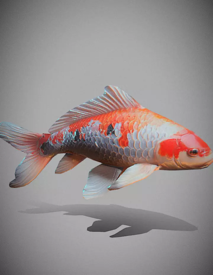 Beautiful fish  3D model_0
