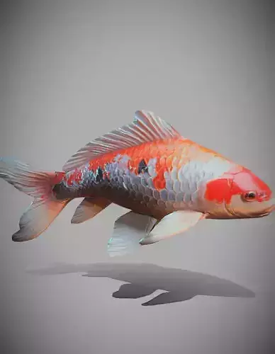 Beautiful fish 