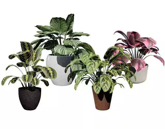 Prayer Plant 3D Model Low-poly 3D model