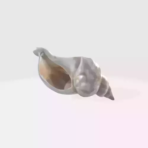 Seashell conch spiral shape