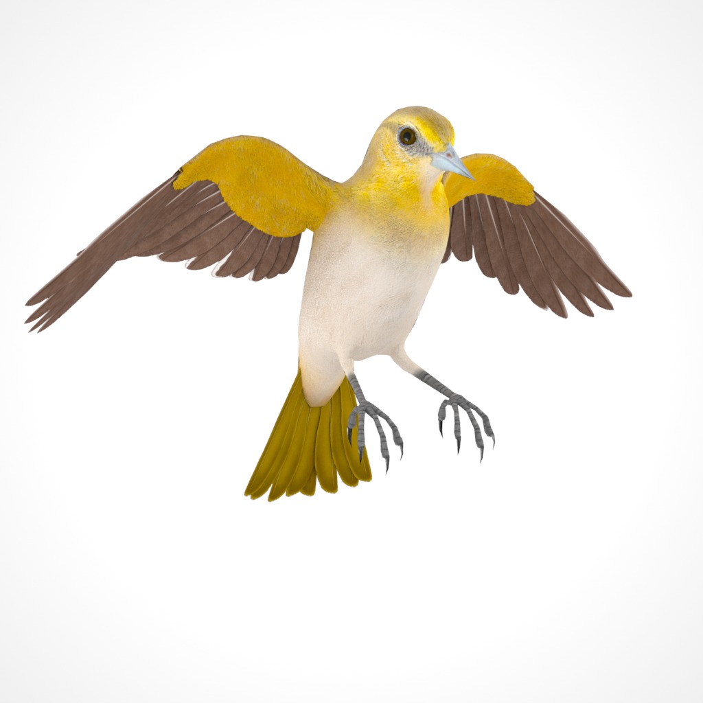 3D Bird Pack Bullocks Oriole Male and Female Low-poly 3D model_31