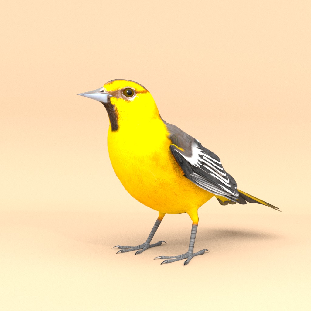 3D Bird Pack Bullocks Oriole Male and Female Low-poly 3D model_4