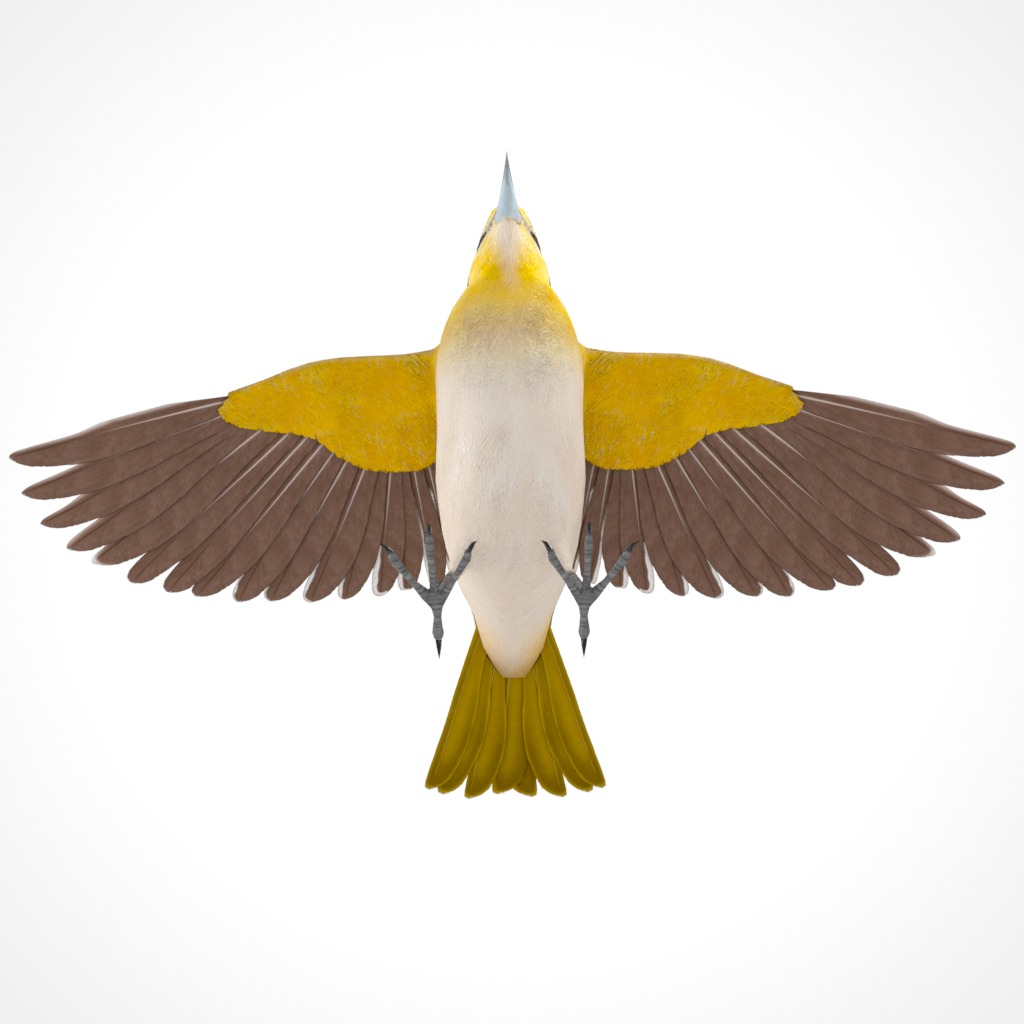 3D Bird Pack Bullocks Oriole Male and Female Low-poly 3D model_15