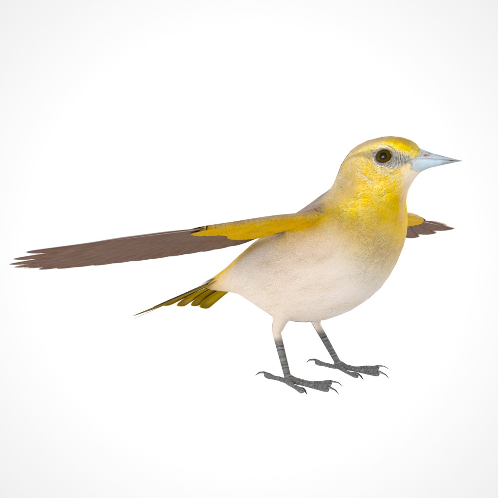 3D Bird Pack Bullocks Oriole Male and Female Low-poly 3D model_13