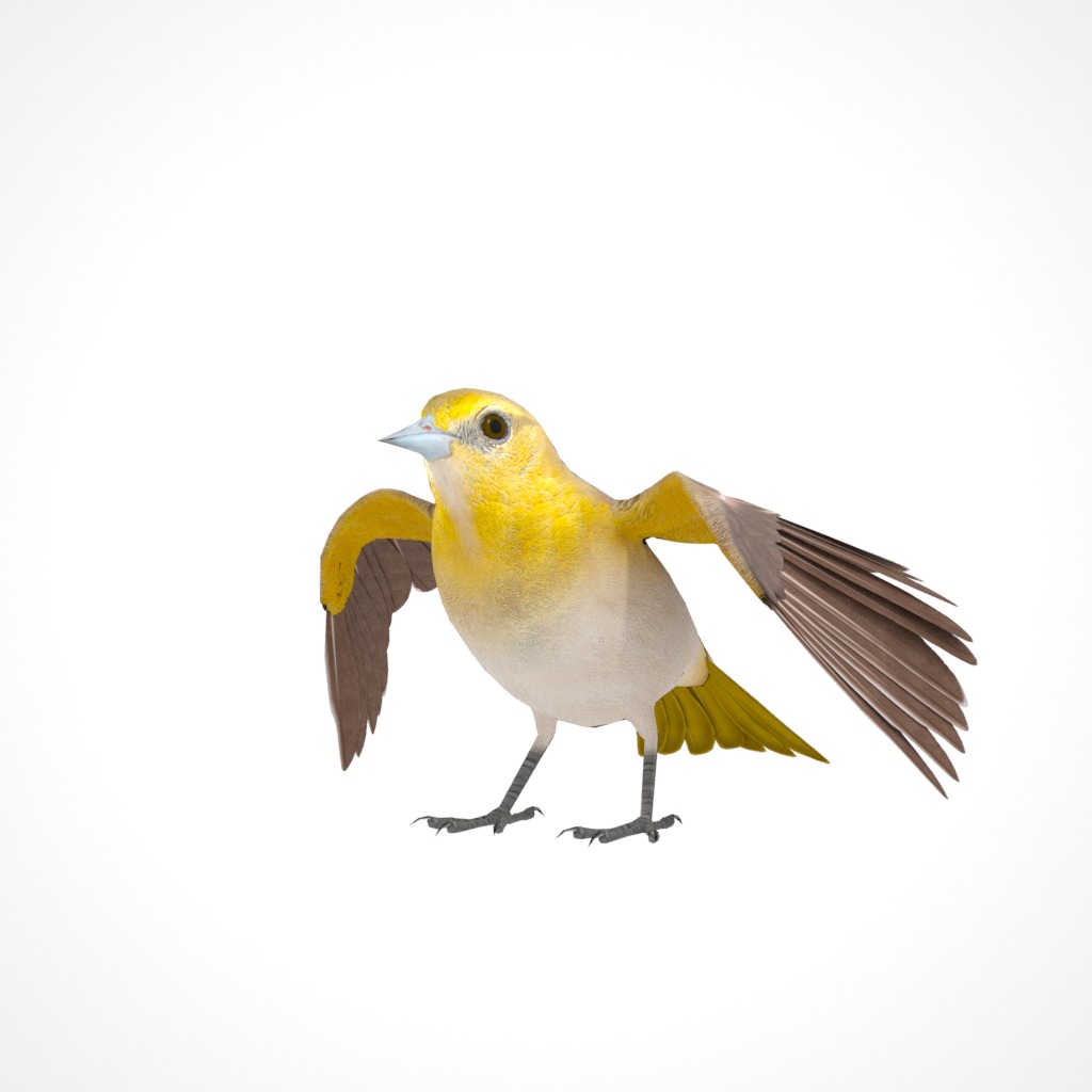 3D Bird Pack Bullocks Oriole Male and Female Low-poly 3D model_25