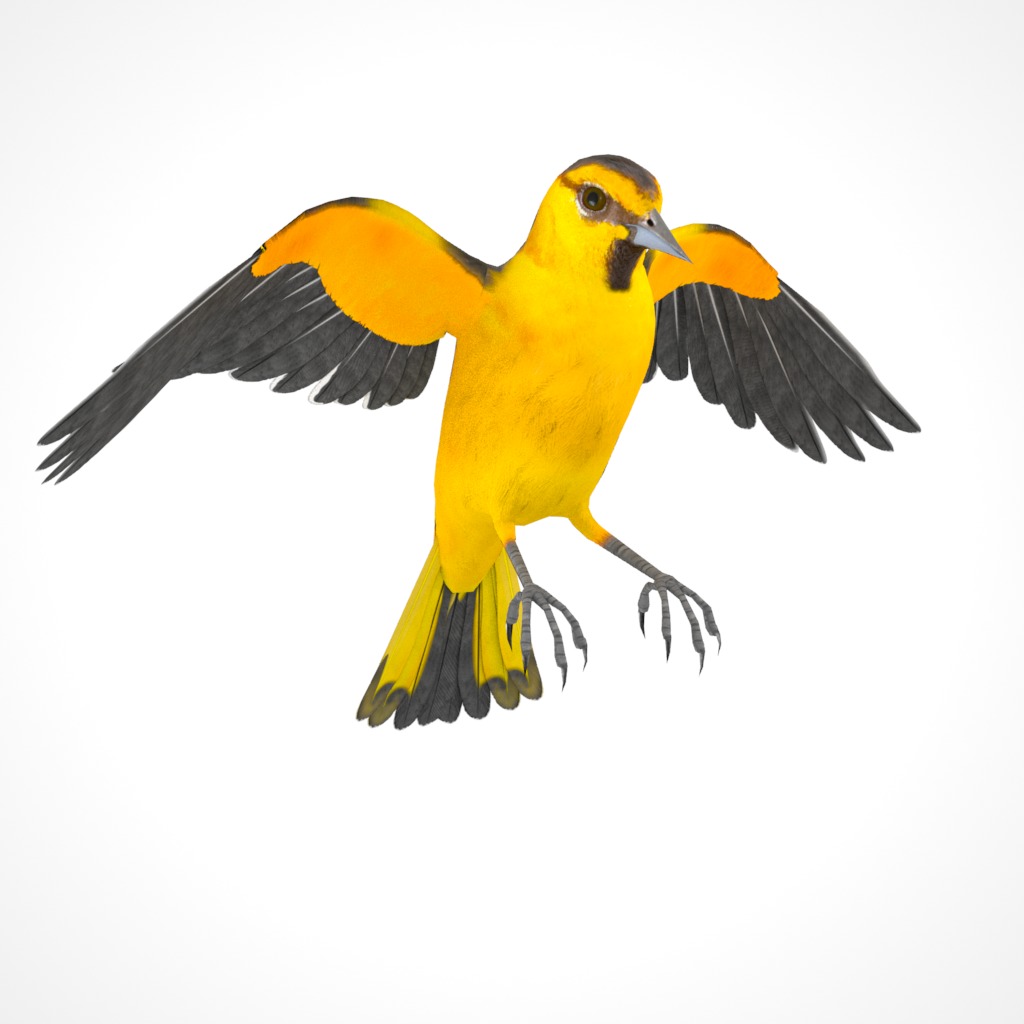 3D Bird Pack Bullocks Oriole Male and Female Low-poly 3D model_32