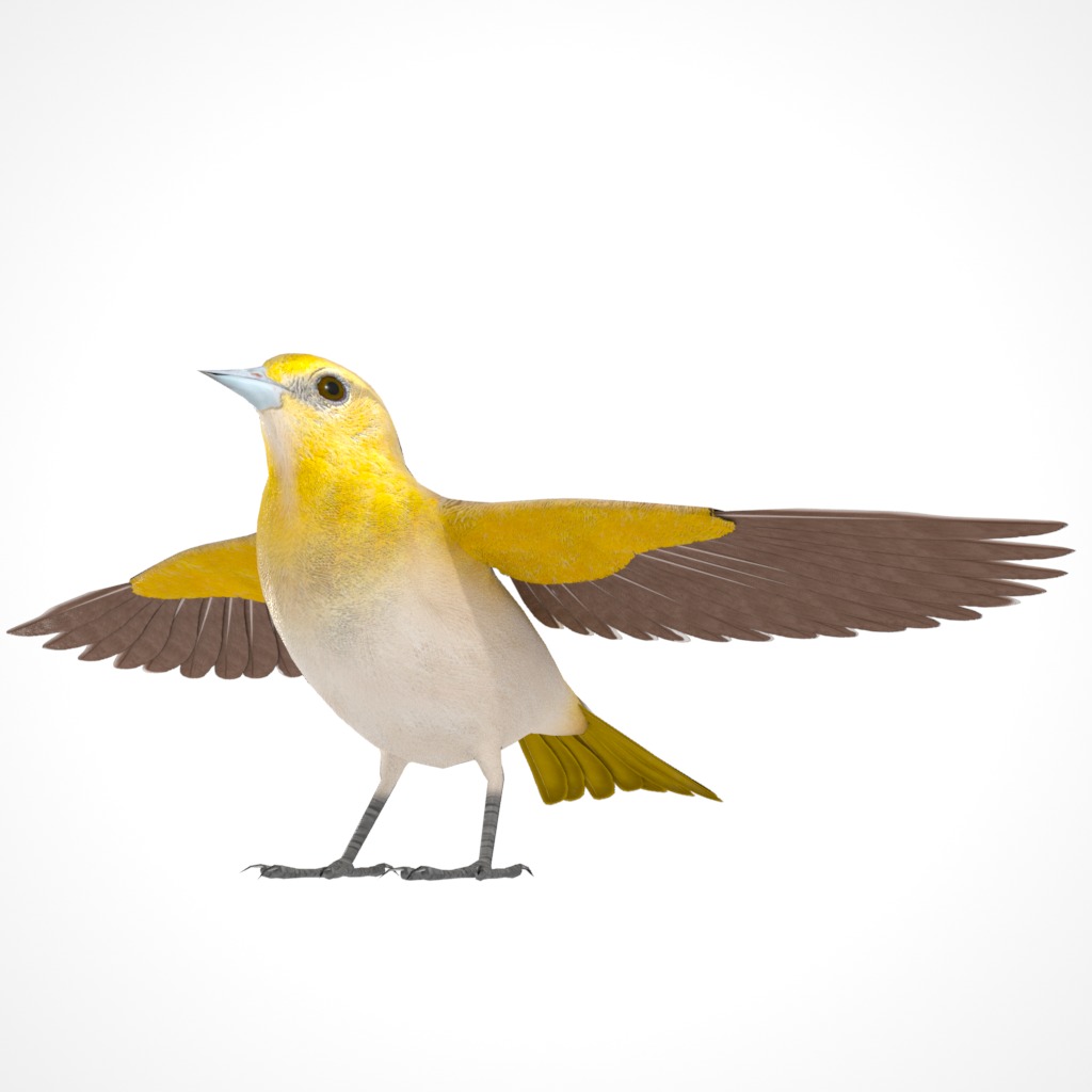 3D Bird Pack Bullocks Oriole Male and Female Low-poly 3D model_5