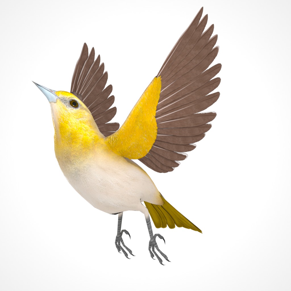 3D Bird Pack Bullocks Oriole Male and Female Low-poly 3D model_27