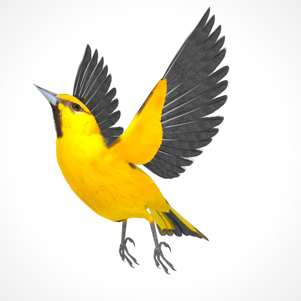 3D Bird Pack Bullocks Oriole Male and Female Low-poly 3D model_28
