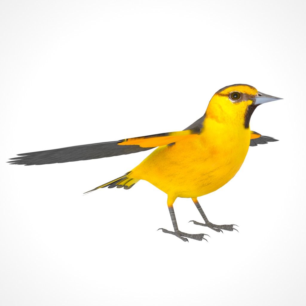 3D Bird Pack Bullocks Oriole Male and Female Low-poly 3D model_14