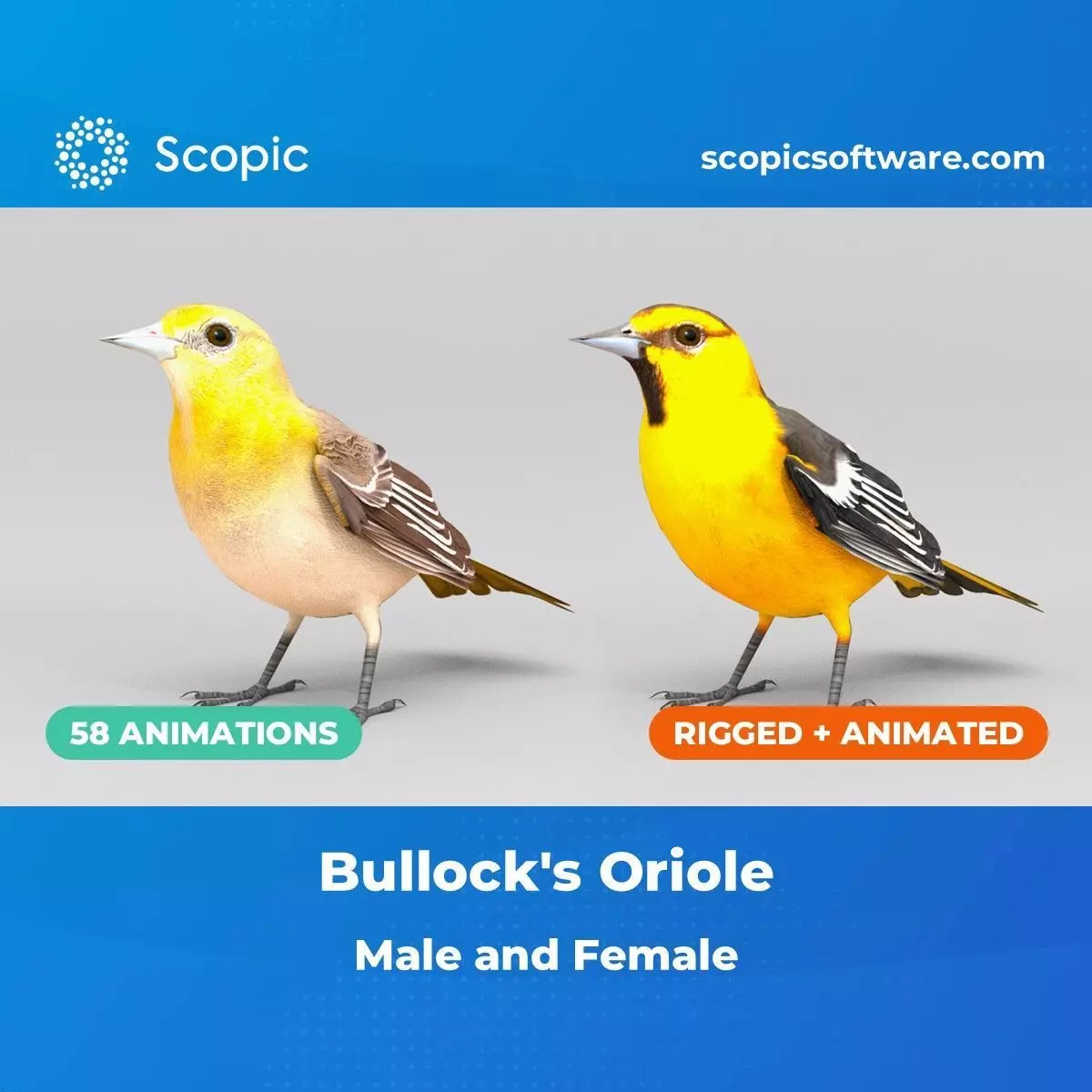 3D Bird Pack Bullocks Oriole Male and Female Low-poly 3D model_0
