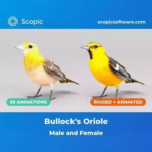 3D Bird Pack Bullocks Oriole Male and Female Low-poly 3D model