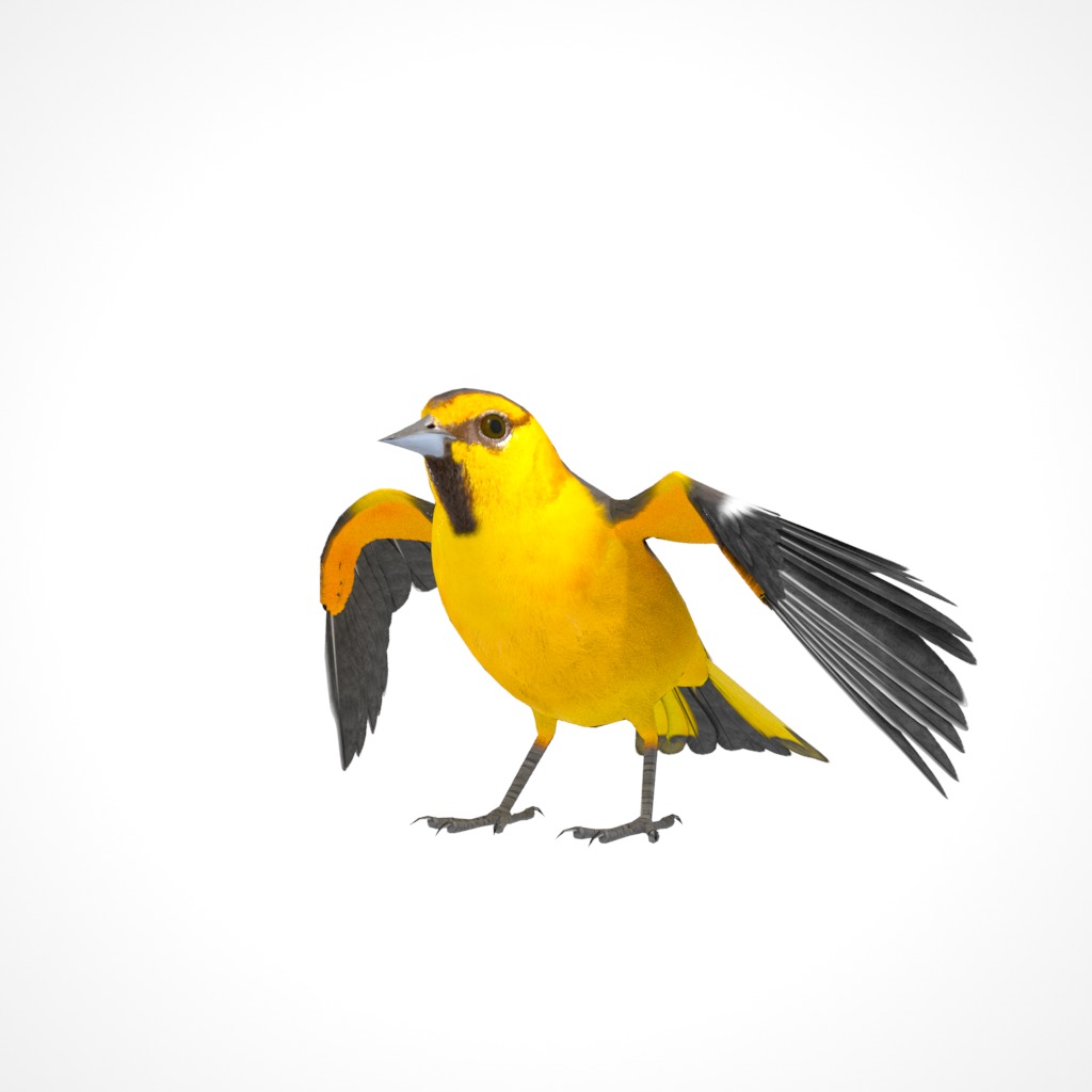 3D Bird Pack Bullocks Oriole Male and Female Low-poly 3D model_26