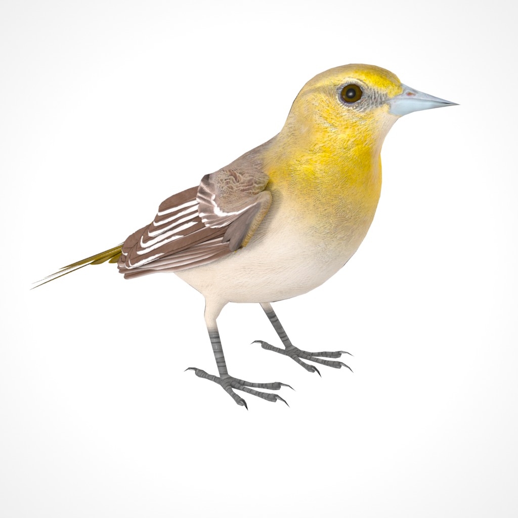 3D Bird Pack Bullocks Oriole Male and Female Low-poly 3D model_17