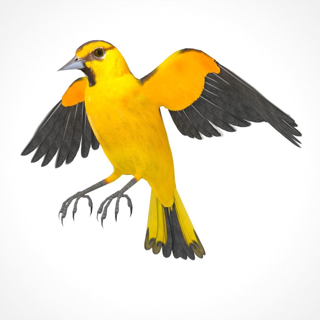3D Bird Pack Bullocks Oriole Male and Female Low-poly 3D model_30