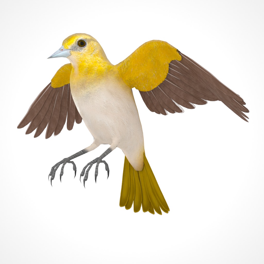 3D Bird Pack Bullocks Oriole Male and Female Low-poly 3D model_29