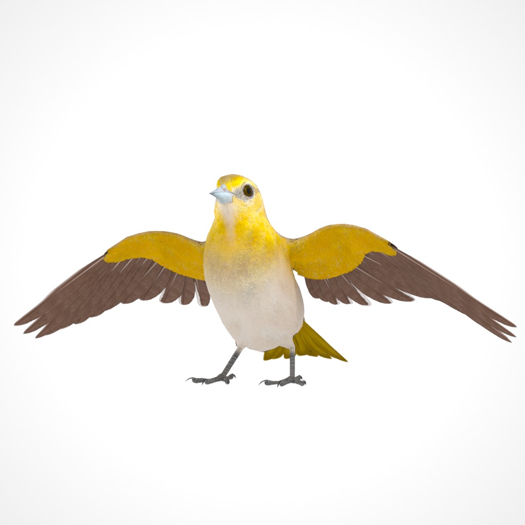 3D Bird Pack Bullocks Oriole Male and Female Low-poly 3D model_23