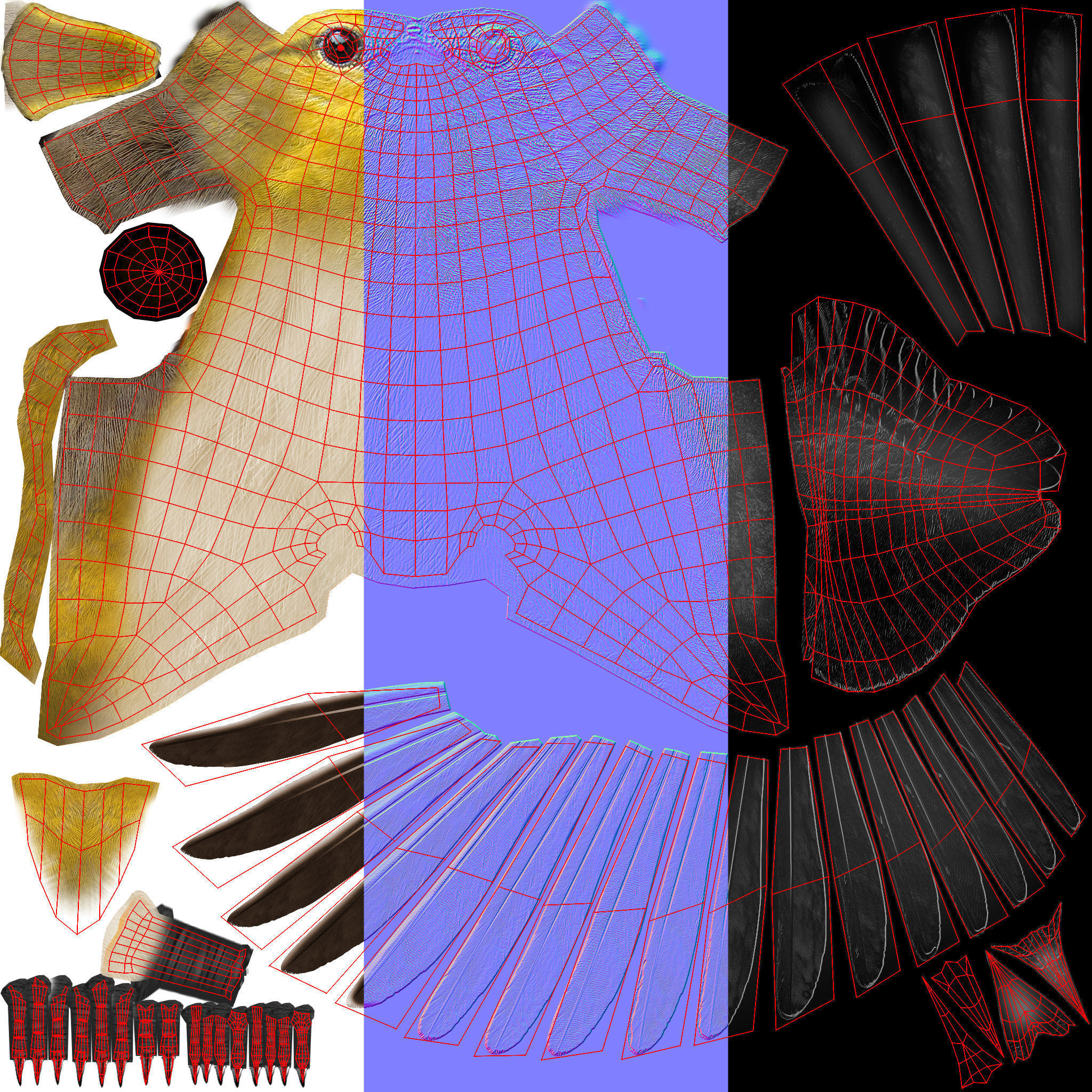 3D Bird Pack Bullocks Oriole Male and Female Low-poly 3D model_37