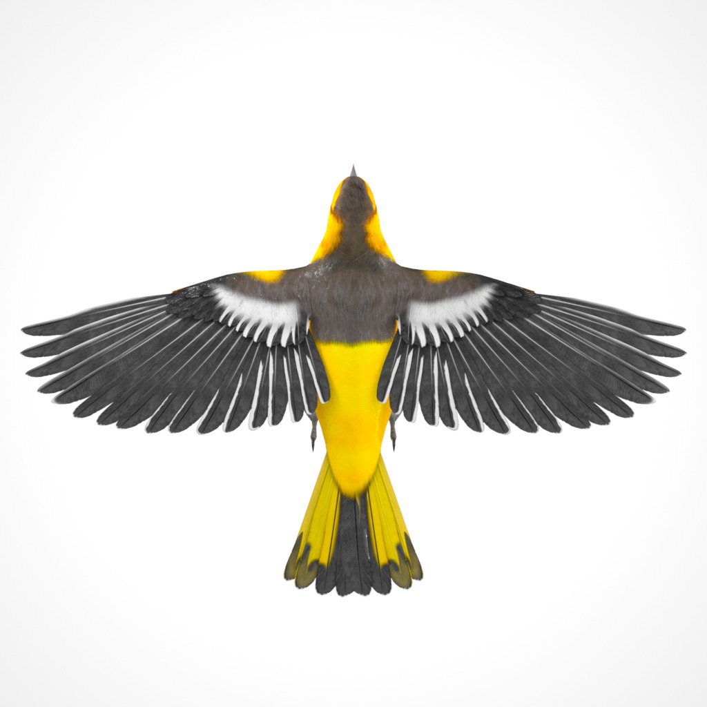 3D Bird Pack Bullocks Oriole Male and Female Low-poly 3D model_10