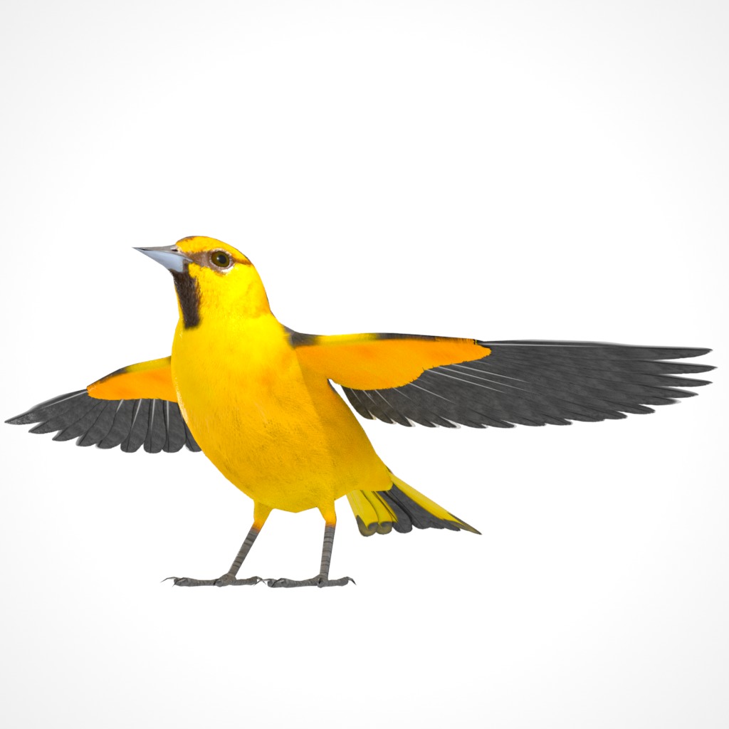 3D Bird Pack Bullocks Oriole Male and Female Low-poly 3D model_6
