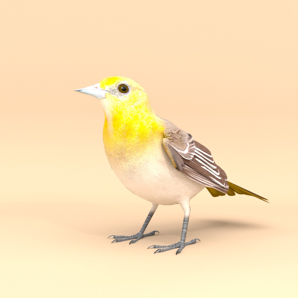 3D Bird Pack Bullocks Oriole Male and Female Low-poly 3D model_3