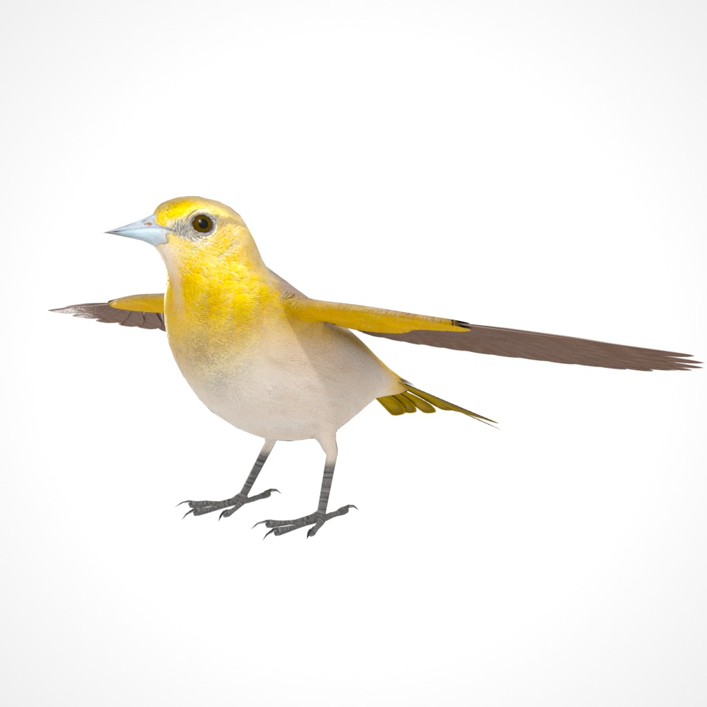 3D Bird Pack Bullocks Oriole Male and Female Low-poly 3D model_11