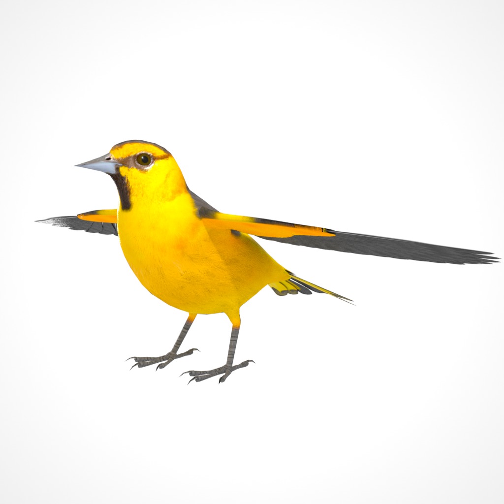 3D Bird Pack Bullocks Oriole Male and Female Low-poly 3D model_12