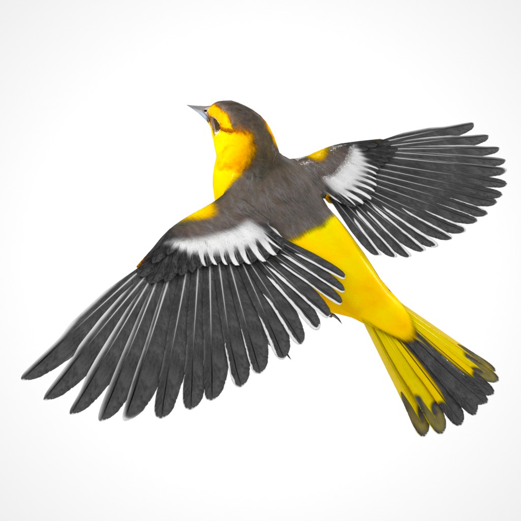 3D Bird Pack Bullocks Oriole Male and Female Low-poly 3D model_8