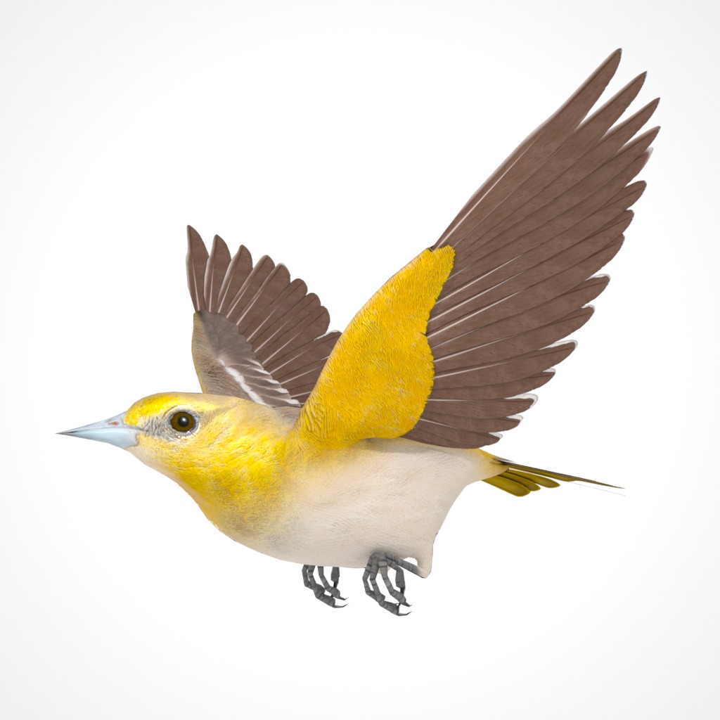 3D Bird Pack Bullocks Oriole Male and Female Low-poly 3D model_21