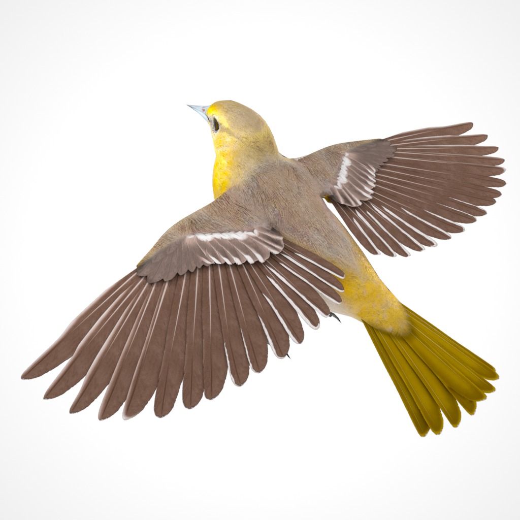 3D Bird Pack Bullocks Oriole Male and Female Low-poly 3D model_7