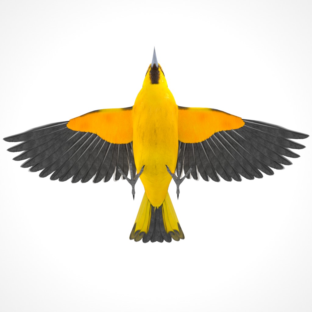 3D Bird Pack Bullocks Oriole Male and Female Low-poly 3D model_16
