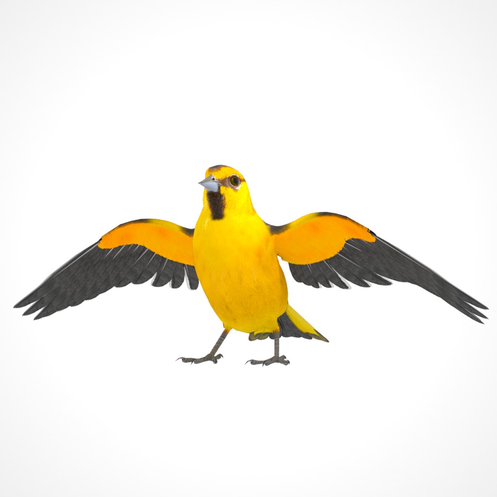3D Bird Pack Bullocks Oriole Male and Female Low-poly 3D model_24