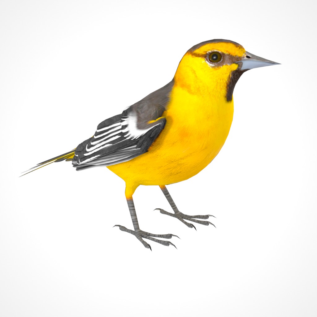 3D Bird Pack Bullocks Oriole Male and Female Low-poly 3D model_18