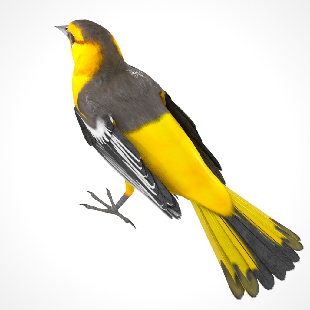3D Bird Pack Bullocks Oriole Male and Female Low-poly 3D model_20