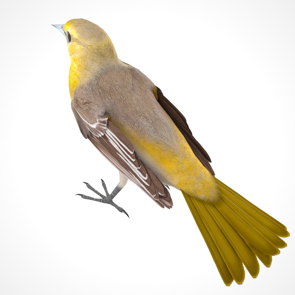 3D Bird Pack Bullocks Oriole Male and Female Low-poly 3D model_19