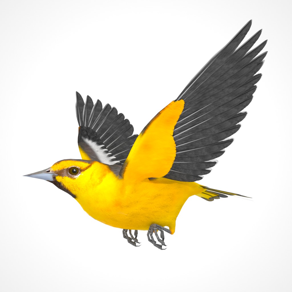 3D Bird Pack Bullocks Oriole Male and Female Low-poly 3D model_22