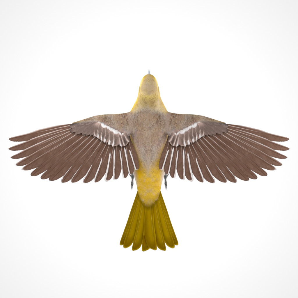 3D Bird Pack Bullocks Oriole Male and Female Low-poly 3D model_9