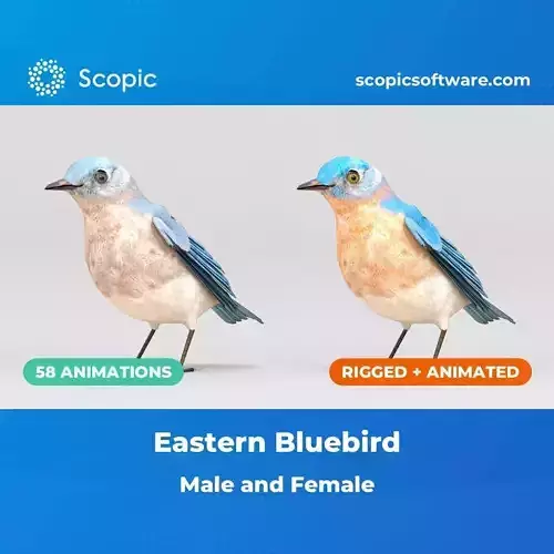 3D Bird Pack Eastern Bluebird Male and Female Low-poly 3D model